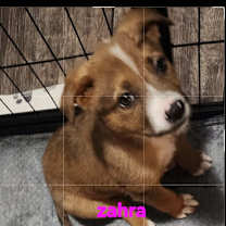 Thumbnail photo of Zahra JW #2