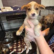 Thumbnail photo of Zuri LD #3