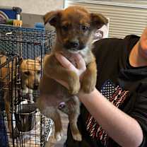 Thumbnail photo of Vixie JW #3