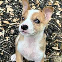 Thumbnail photo of Zuri LD #1