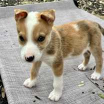 Thumbnail photo of Zuri LD #4