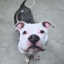 Thumbnail photo of Dominique #2