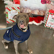 Thumbnail photo of Kelso #1