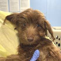 Thumbnail photo of Maple #1