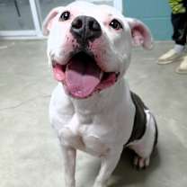 Thumbnail photo of Dominique #4