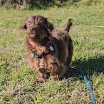 Thumbnail photo of Maple #2