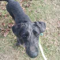 Thumbnail photo of Cleo #4