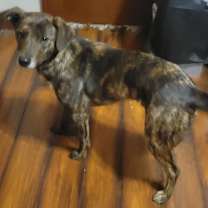 Thumbnail photo of Oscar #4