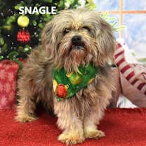 Thumbnail photo of SNAGLE #1