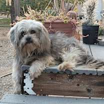 Thumbnail photo of SNAGLE #3