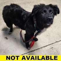 Thumbnail photo of Scribbles #1