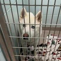 Thumbnail photo of Blu #2