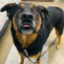 Thumbnail photo of F17 860 Kye/Leroy #1