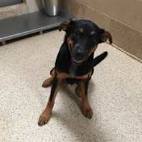 Thumbnail photo of F17 860 Kye/Leroy #2