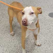 Thumbnail photo of Apple Butter #1