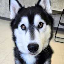 Thumbnail photo of Koda #2