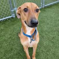 Thumbnail photo of Scout #1