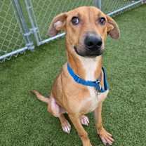 Thumbnail photo of Scout #2