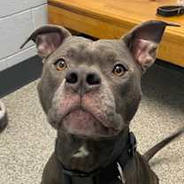 Thumbnail photo of Rocko #1