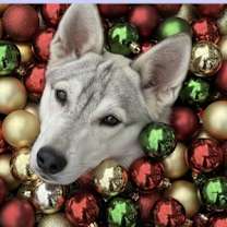 Thumbnail photo of Caleb #1