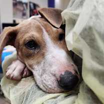 Thumbnail photo of Holly #3