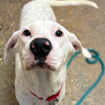 Thumbnail photo of Baylor #2