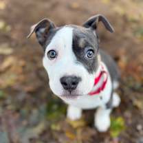 Thumbnail photo of Pearl #2