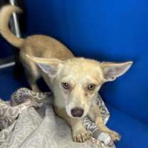 Thumbnail photo of Pepino #2