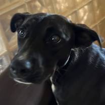 Thumbnail photo of Maurlee #1