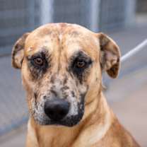 Thumbnail photo of Truffle #1