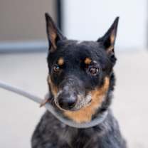 Thumbnail photo of Zelda #1