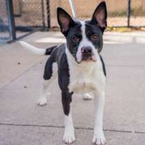 Thumbnail photo of Luna #2