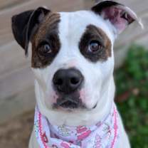 Thumbnail photo of Bubblegum #1