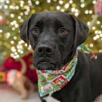 Thumbnail photo of Sunkist #1