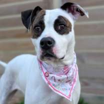 Thumbnail photo of Bubblegum #2