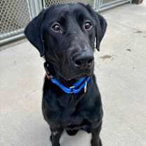 Thumbnail photo of Dudley #3