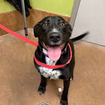 Thumbnail photo of Kobe #1