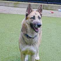 Thumbnail photo of Shadow #1