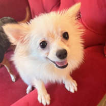 Thumbnail photo of Sugar #2