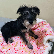 Thumbnail photo of Nicholas (C000-758) - Costa Mesa Location #1