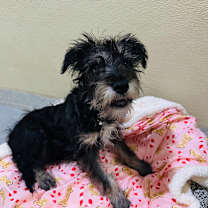 Thumbnail photo of Nicholas (C000-758) - Costa Mesa Location #2