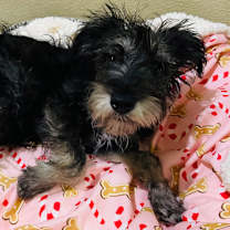 Thumbnail photo of Nicholas (C000-758) - Costa Mesa Location #3