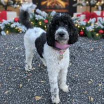 Thumbnail photo of Sadie Mae #4