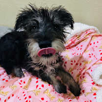 Thumbnail photo of Nicholas (C000-758) - Costa Mesa Location #4