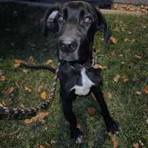 Thumbnail photo of Odin #4