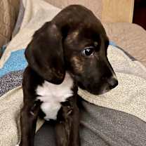 Thumbnail photo of TIPPY #4