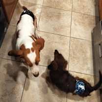 Thumbnail photo of George Jr #2