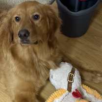 Thumbnail photo of Waffle #1