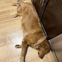 Thumbnail photo of Waffle #2