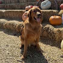 Thumbnail photo of Waffle #3